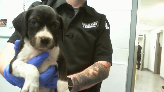 Adoptable Dog