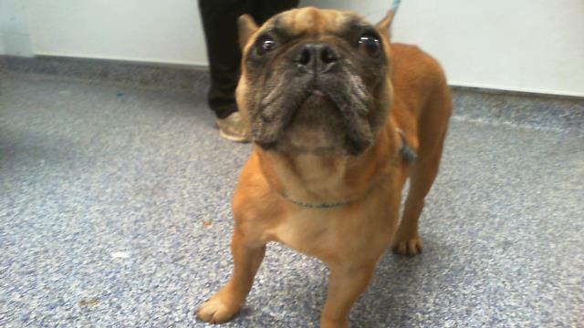Adoptable Dog