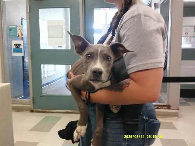 Adoptable Dog