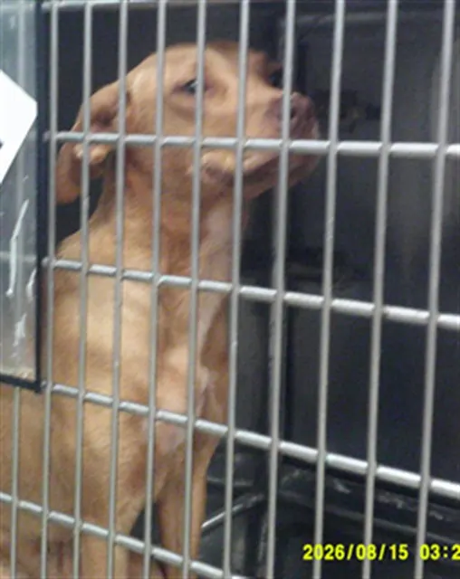 Adoptable Dog