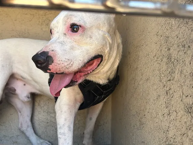 Adoptable Dog