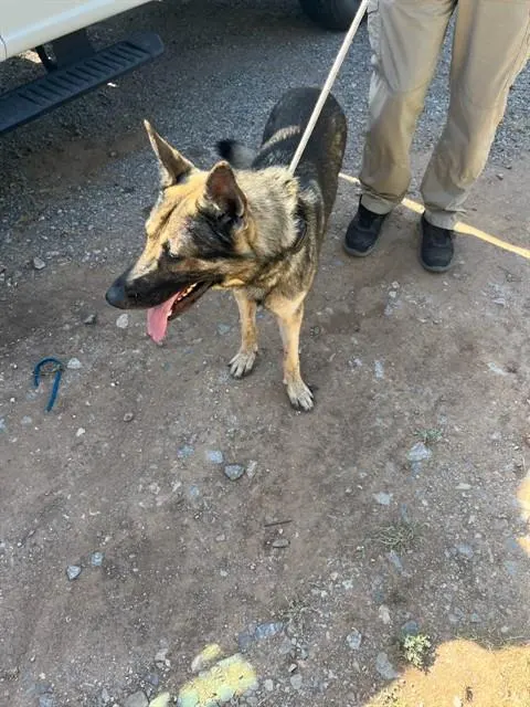 Adoptable Dog