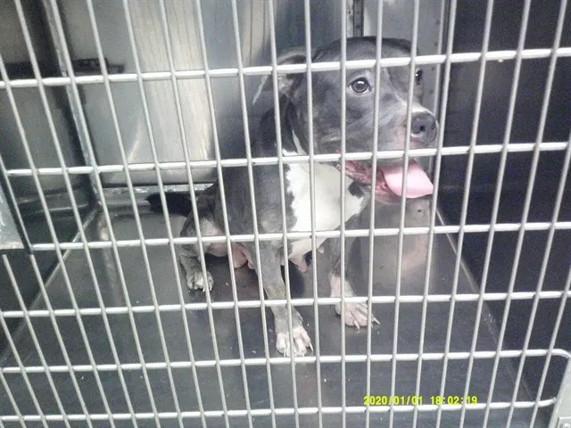 Adoptable Dog