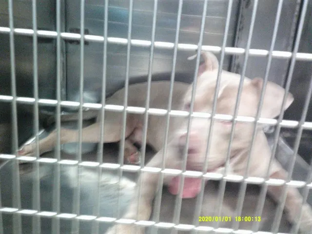 Adoptable Dog