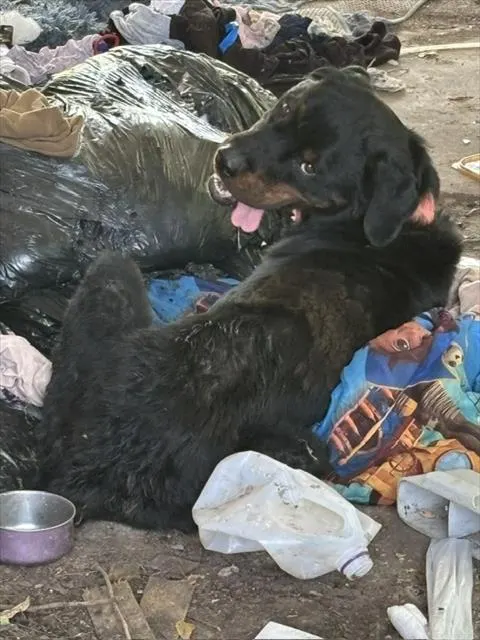 Adoptable Dog