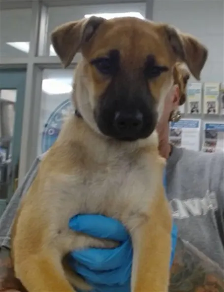 Adoptable Dog