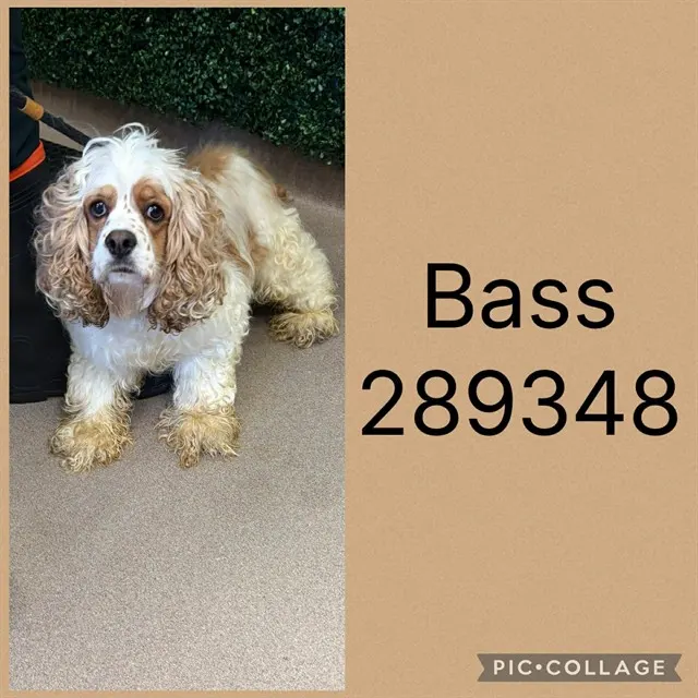 Bass