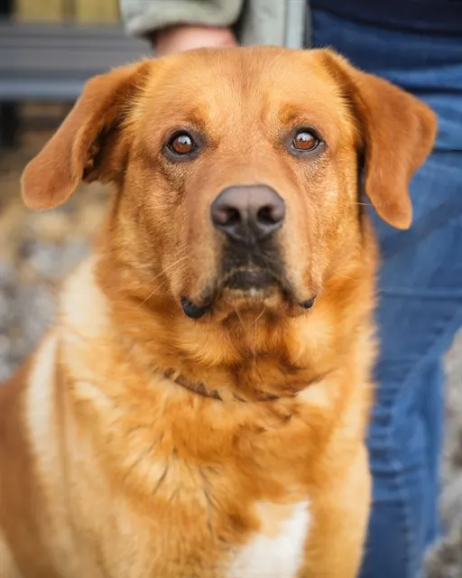 Opie