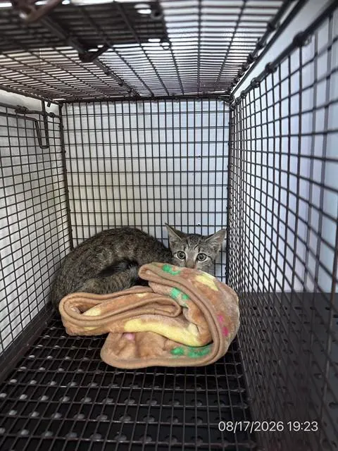 Adoptable Cat