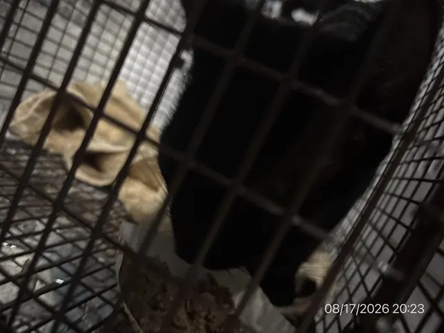 Adoptable Cat