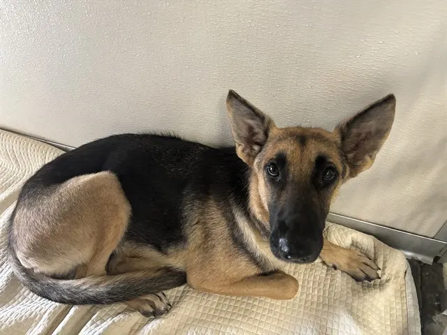 Nova