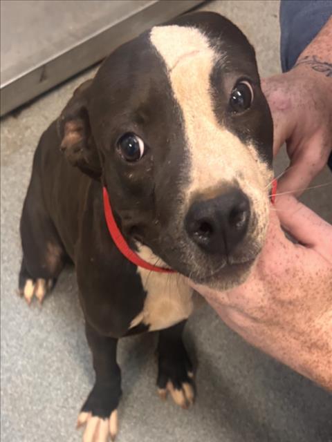 Adoptable Dog