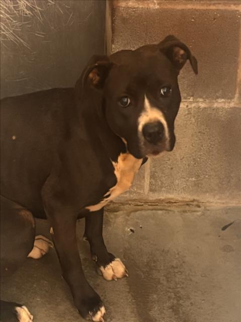 Adoptable Dog