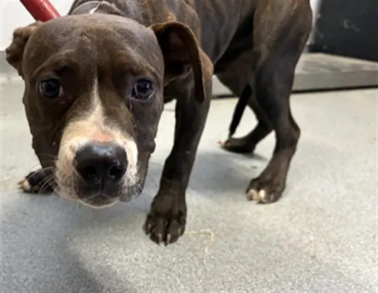 Adoptable Dog