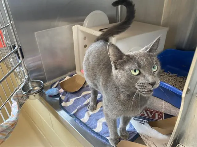 Marla Meowser