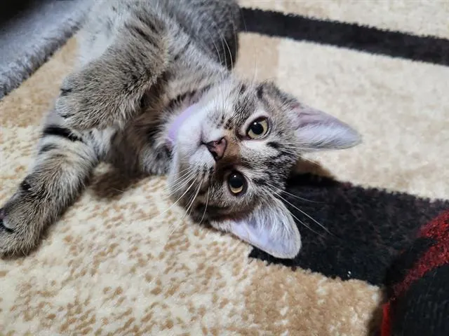 Gigi