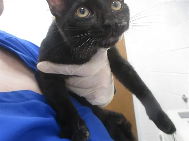 Adoptable Cat
