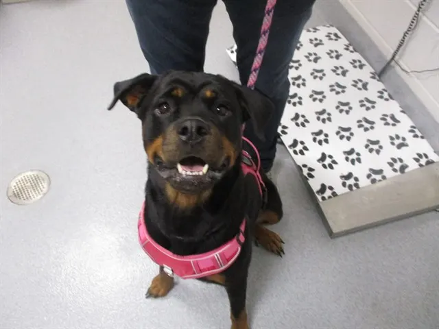 Adoptable Dog