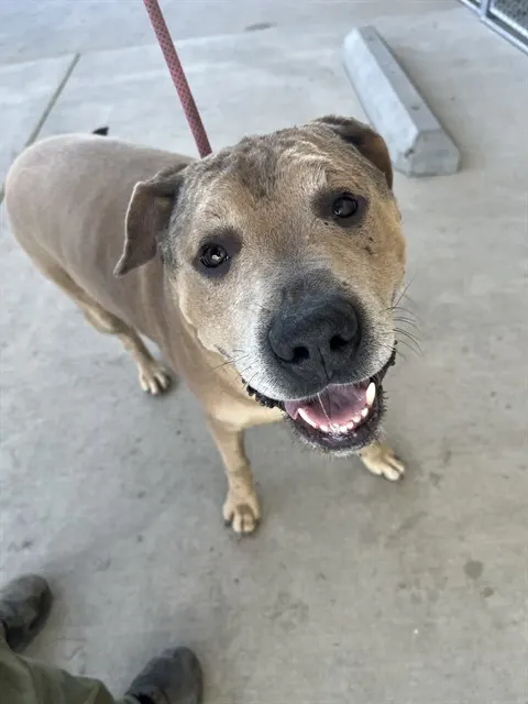 Adoptable Dog