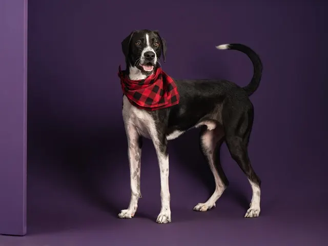 Sammy