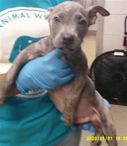 Adoptable Dog