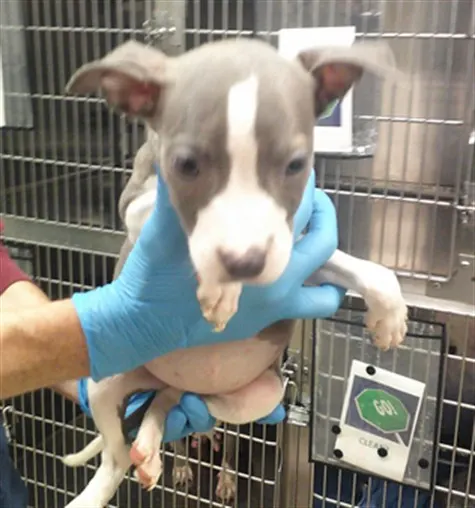 Adoptable Dog