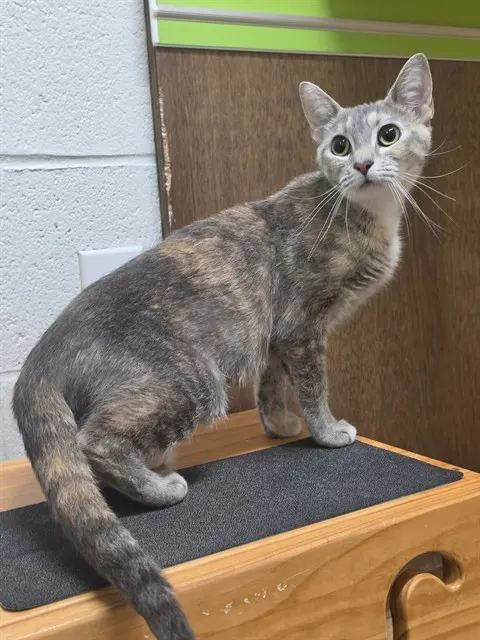 Isabella