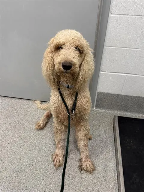 Benji