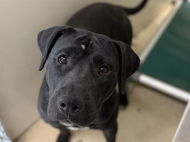 Adoptable Dog