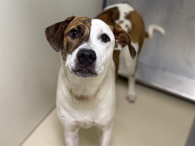 Adoptable Dog