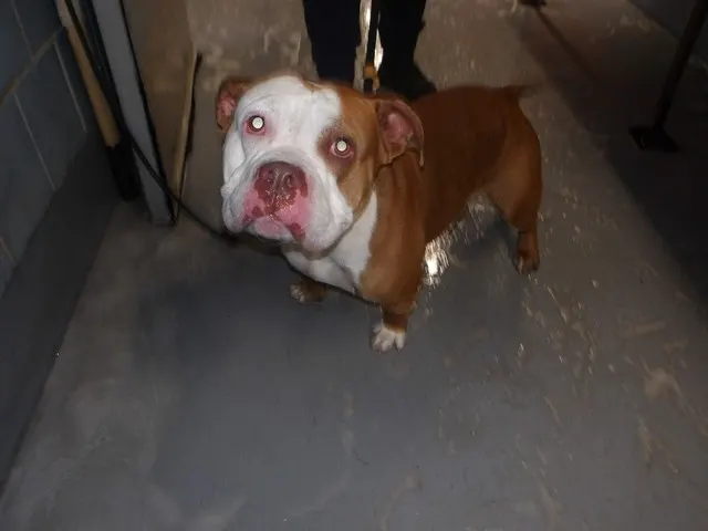 Adoptable Dog