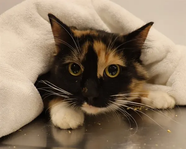 Adoptable Cat