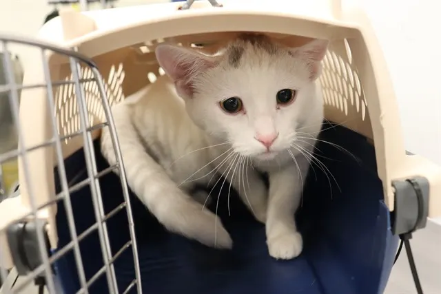 Adoptable Cat