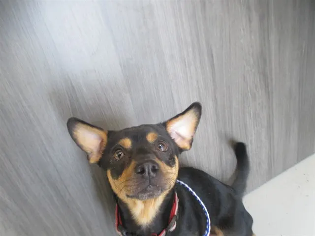 Adoptable Dog