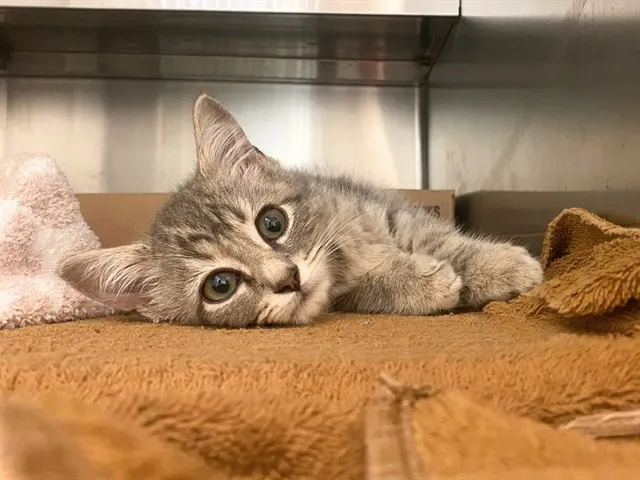 Mouse