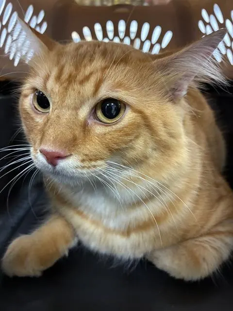 Adoptable Cat