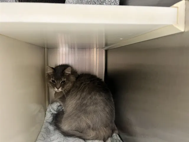 Freya