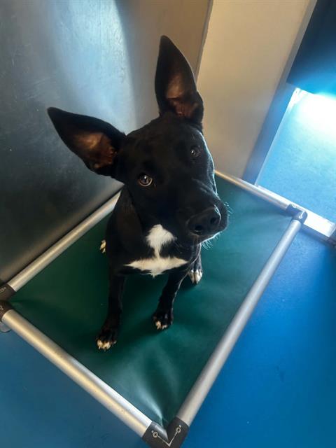 Adoptable Dog