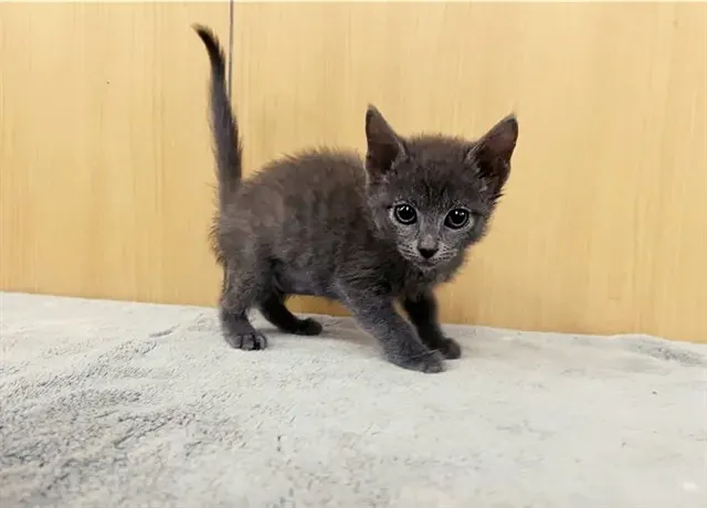 Sam