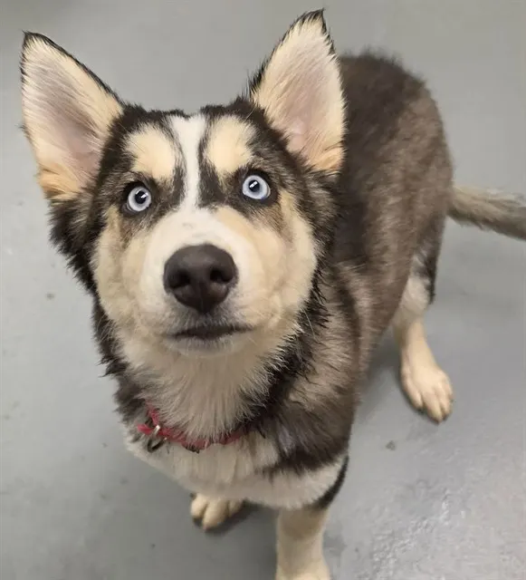 Shasta
