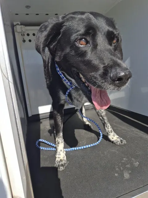 Adoptable Dog
