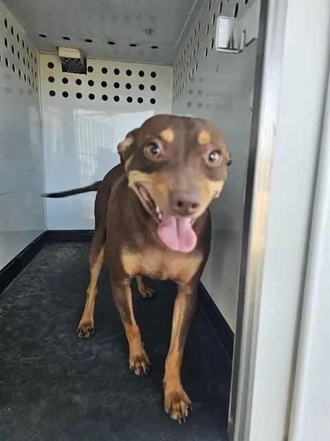 Rolo