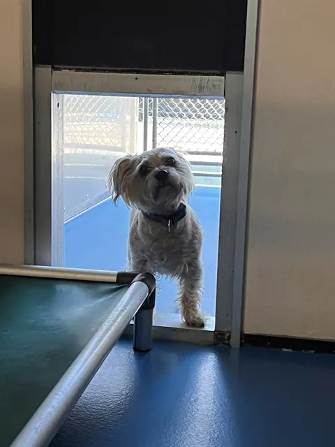 Adoptable Dog
