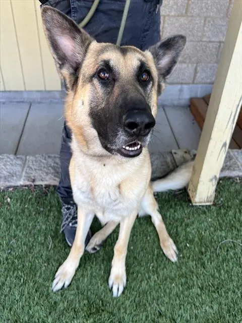 Kobi