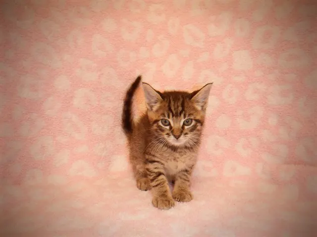 Adoptable Cat