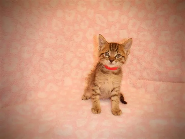 Adoptable Cat