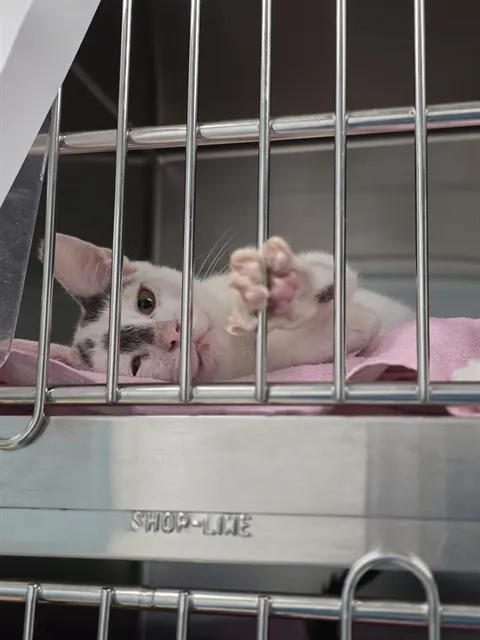 Adoptable Cat