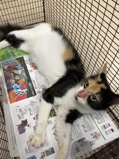 Adoptable Cat