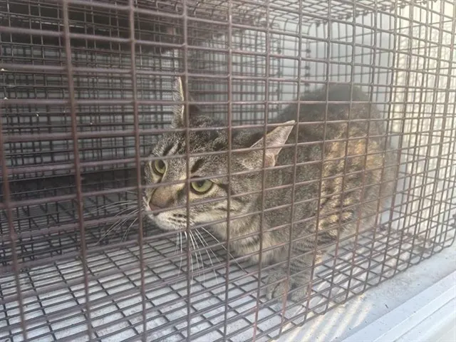 Adoptable Cat