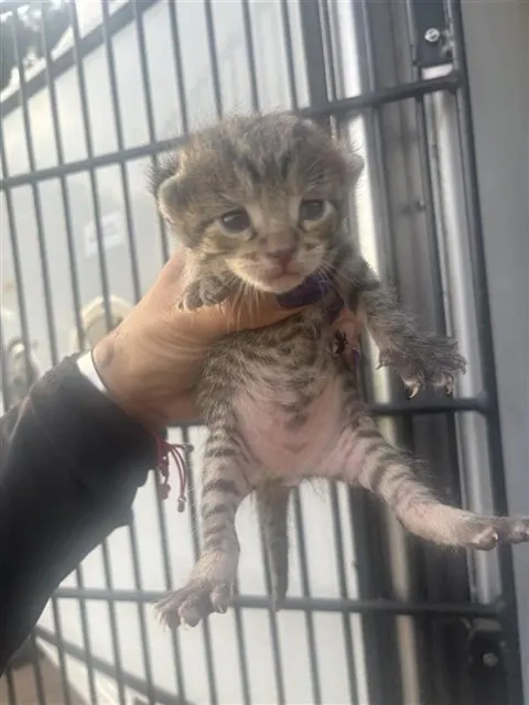 Adoptable Cat
